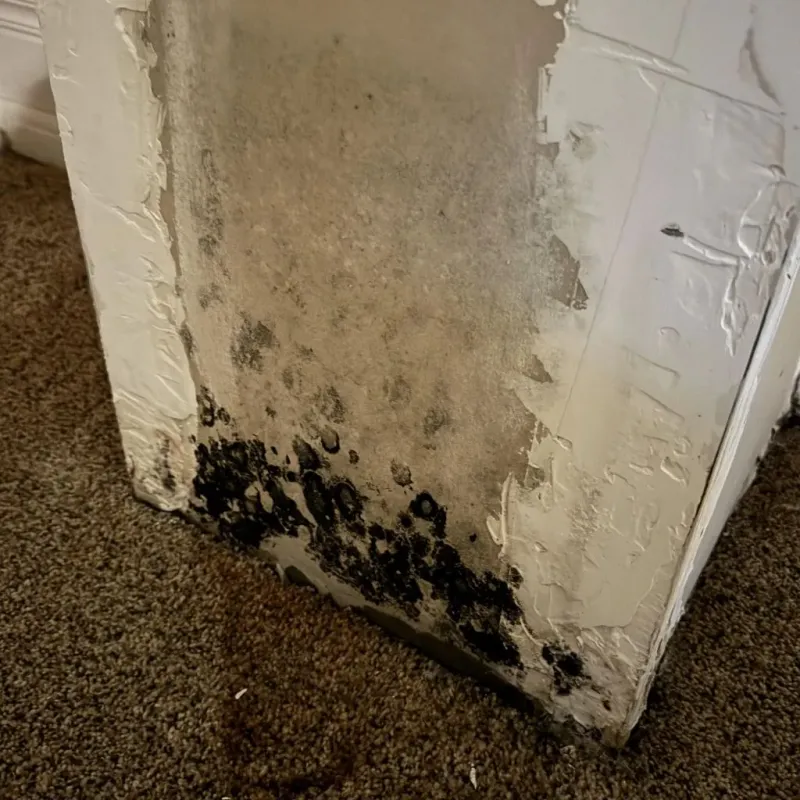 Professional Mold Removal in Mayfield, PA
